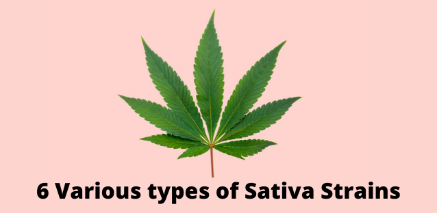 6 Various types of Sativa Strains