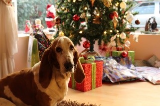 Top 6 Factors to Consider When Choosing Gifts for Dogs