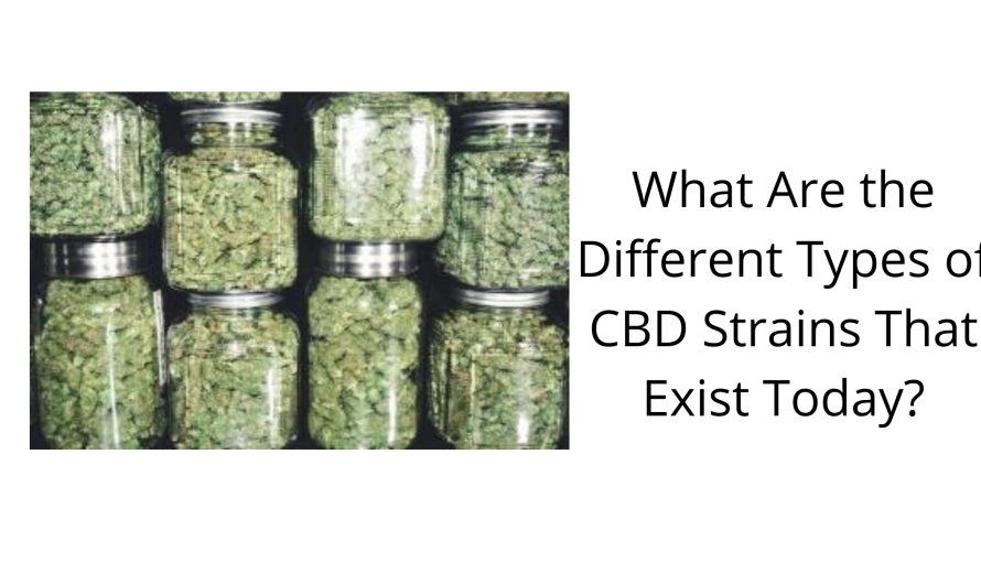 What Are the Different Types of CBD Strains That Exist Today?